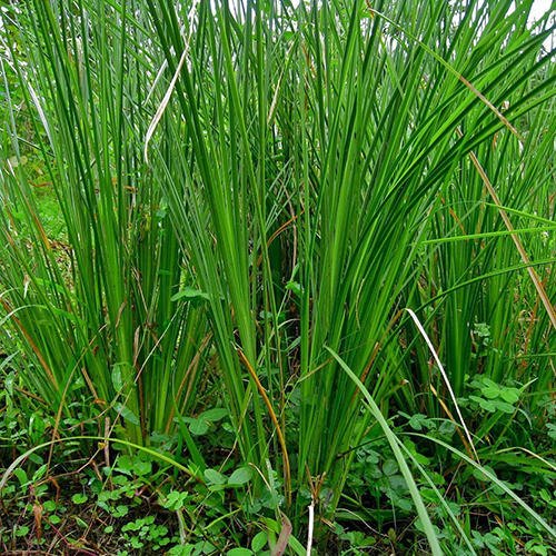 buy-plant-house-live-kusha-grass-medicinal-plant-darbha-grass-plant