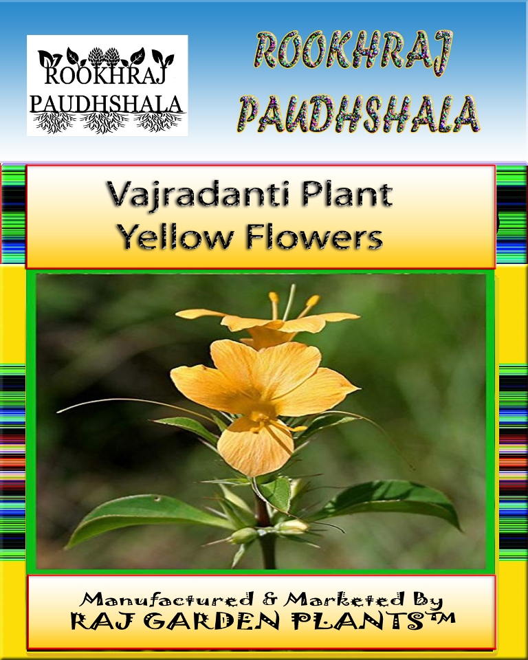 buy-rookhraj-paudhshala-vajradanti-live-plant-katsaraiya-piyabansa