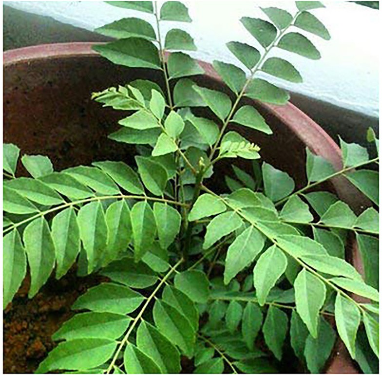 Buy Your Garden Curry Leaves Natural Plant with poly bag poly bag(KADI ...