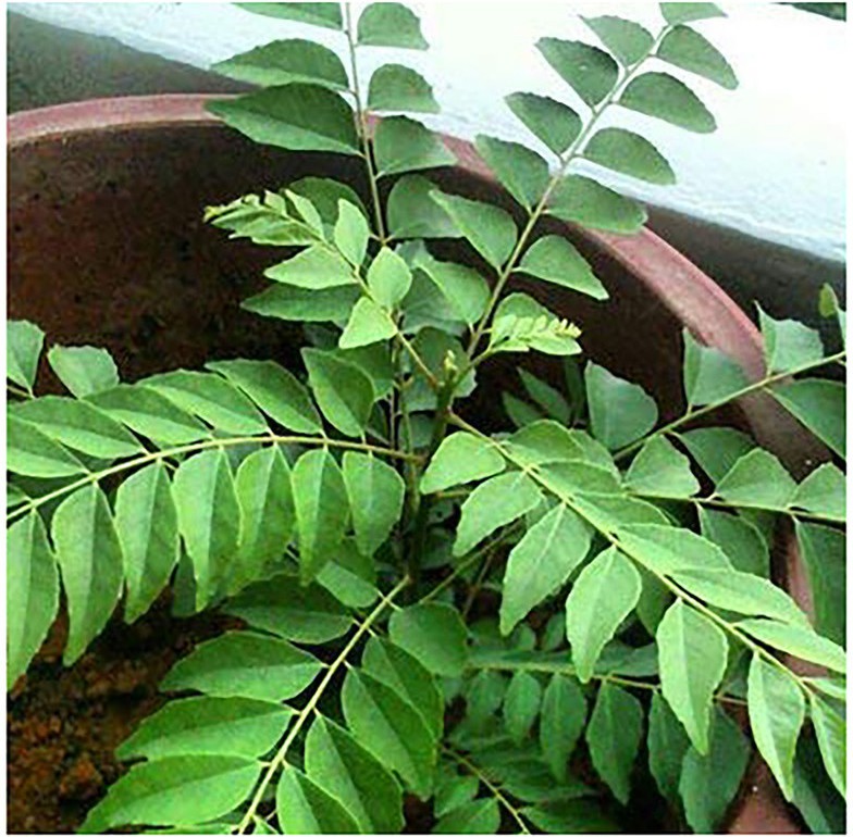 Buy Your Garden Curry Leaves Natural Plant with poly bag poly bag(KADI PATTA) 1 Healthy Live