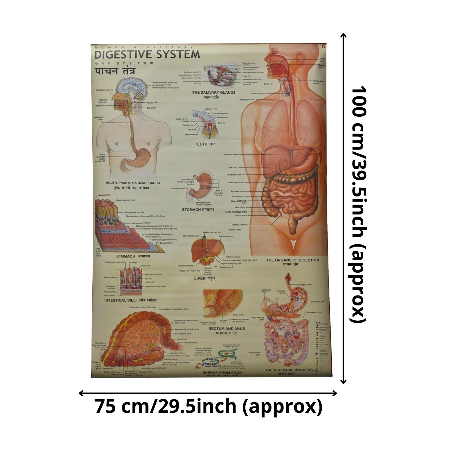 Buy Digestive System Chart Laminated Wall Chart (Size 100X75 CM ...