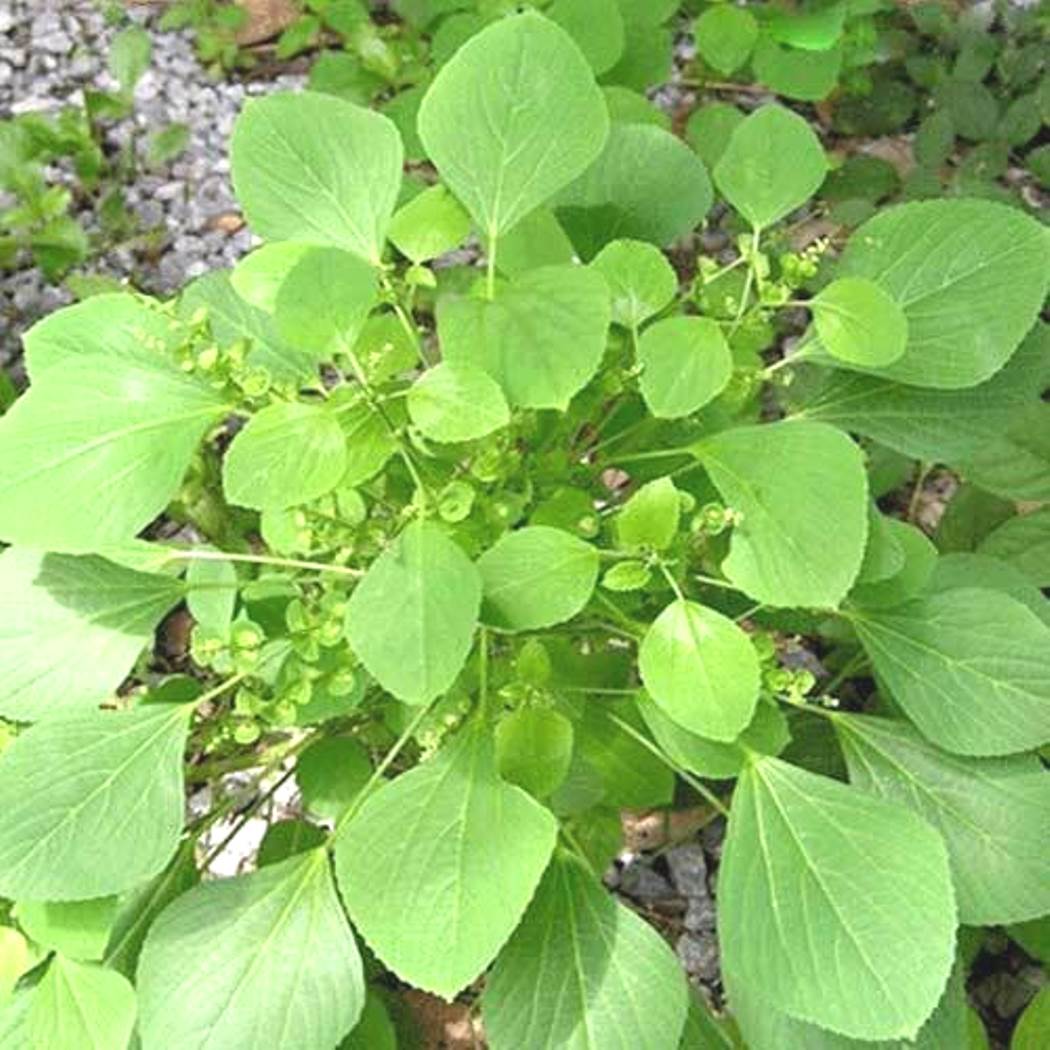 buy-plantzoin-indian-acalypha-kuppi-acalypha-indica-nakachana-live