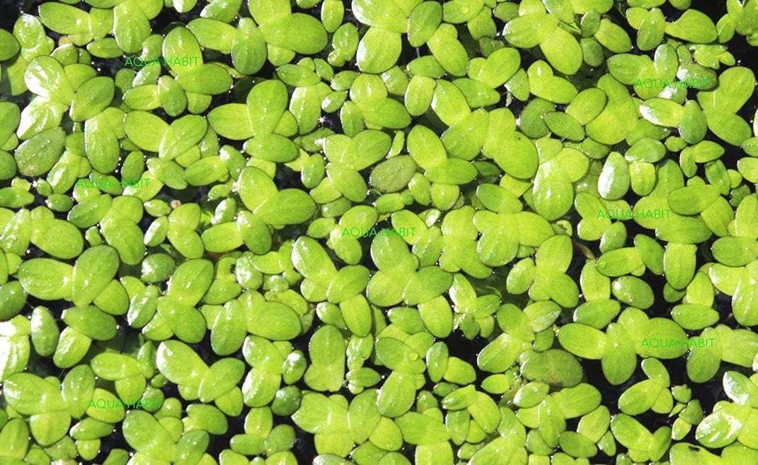 Buy Plantzoin Duckweed floating Lemna minor Common duckweed Live Plant
