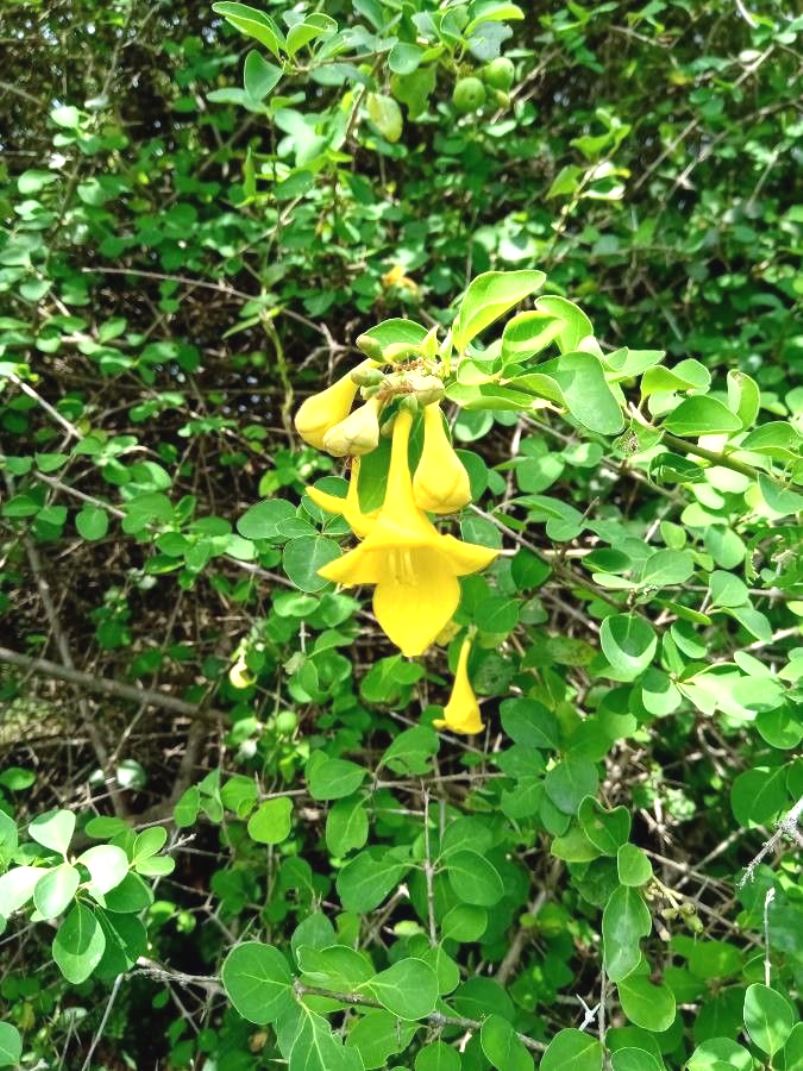 Buy Plantzoin Asian bushbeech Badhara Gmelina asiatica Bagula mukhi ...