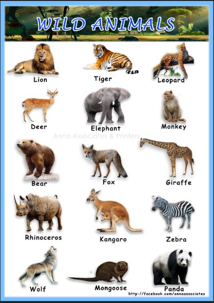 Buy A3 size children color Poster Wild Animals chart 2 Nos (With ...
