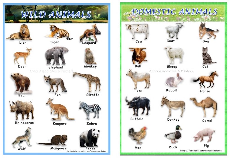 Buy Children colour Laminated Learning charts Domestic Wild Animals ...