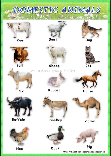 Buy A3 size children Poster Domestic Animals chart 2 Nos (With +Without ...