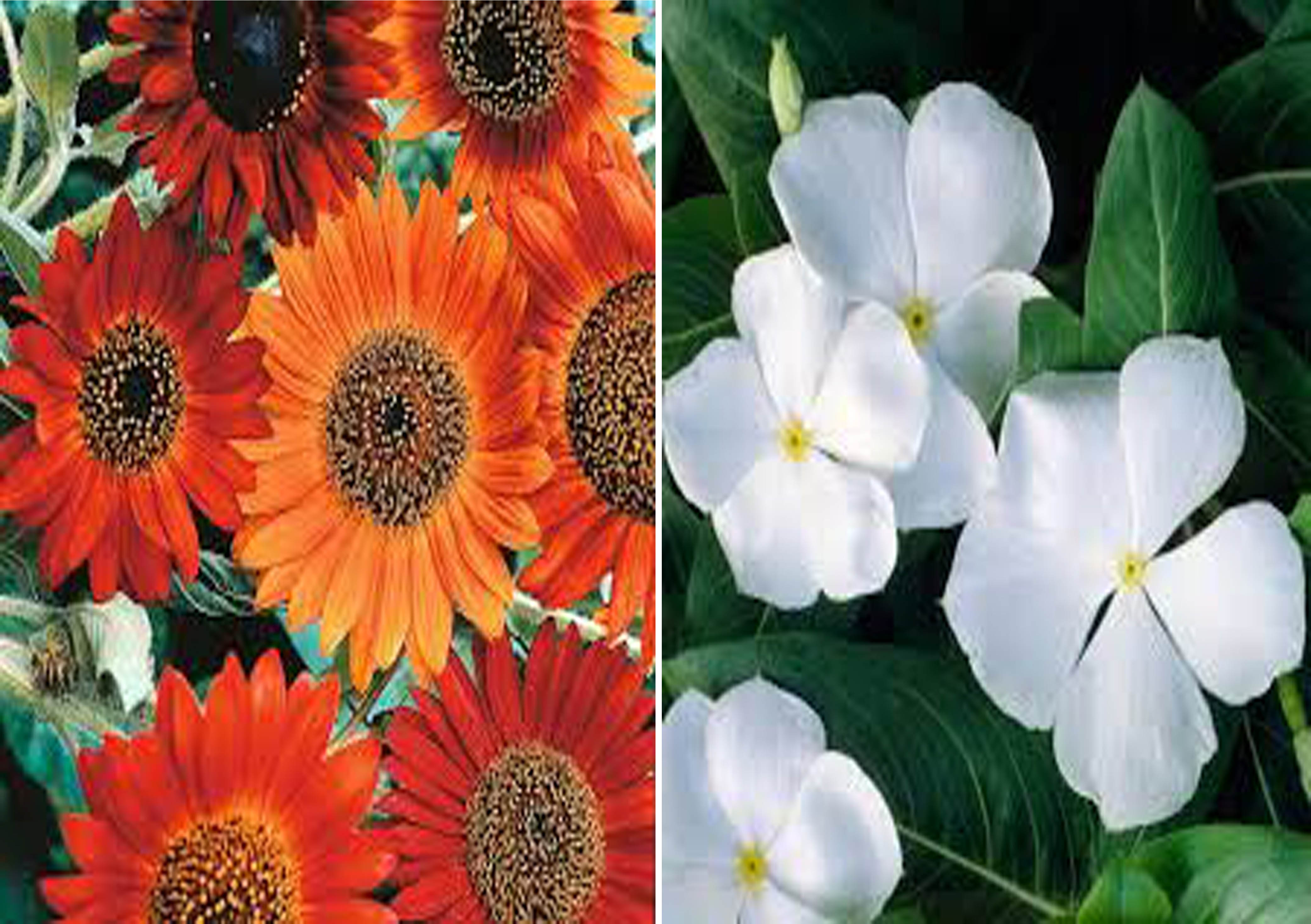 Buy Sunflower Earthwalker (Hybrid) and White Vinca Seed + Humic Acid Fertilizer (For Growth of