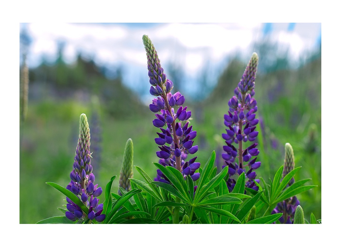 Buy Lupine flower plant, home, garden, farm best quality seed 1 pack of