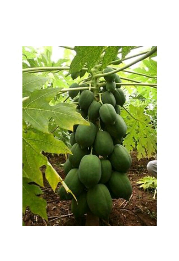 Buy 10 Seeds Thailand Bonsai Dwarf Papaya Seeds Online ₹149 From Shopclues 9578