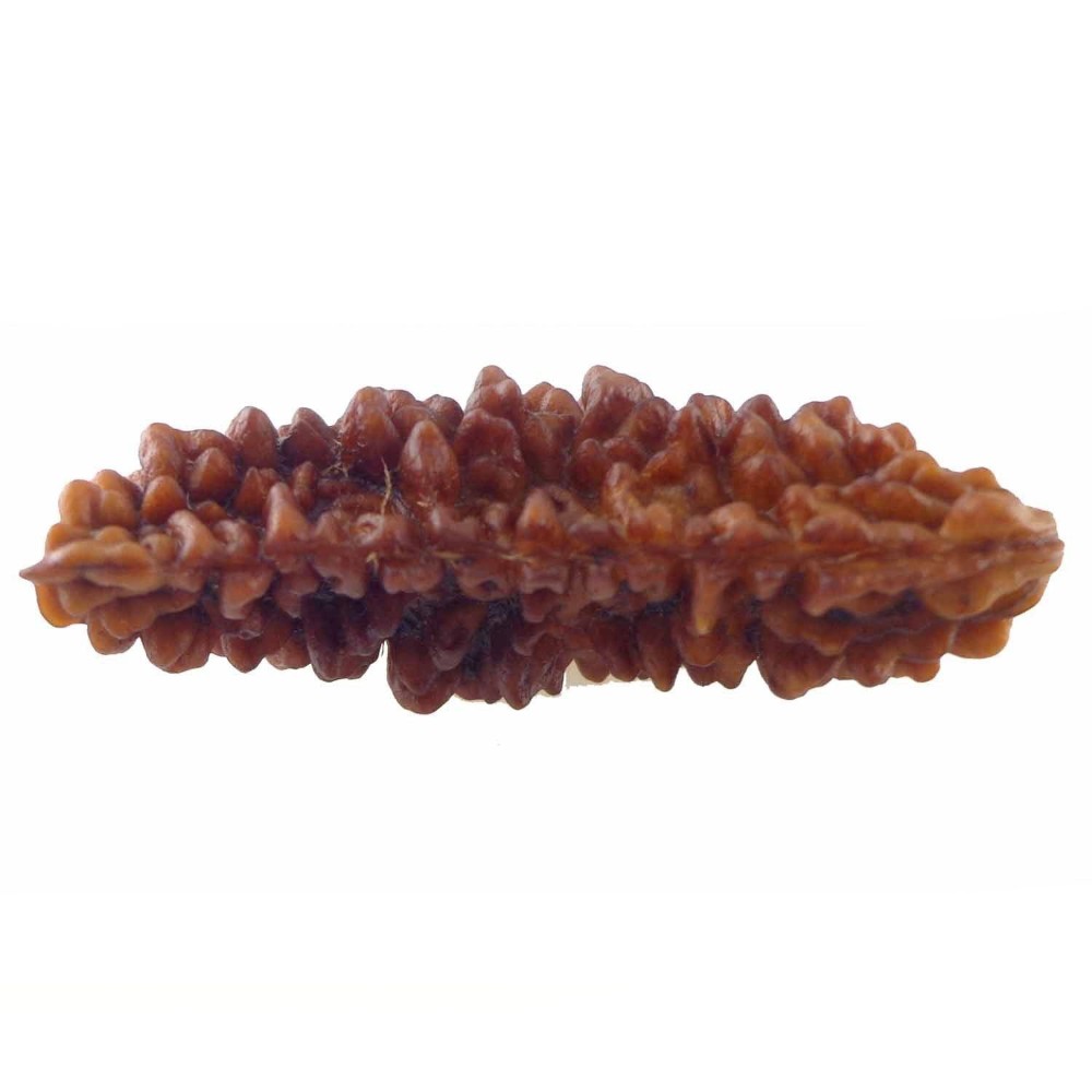 Buy 15.71mm 1 Face Rudraksha Kaju dana Nepal 1 Mukhi Rudraksha bead ...