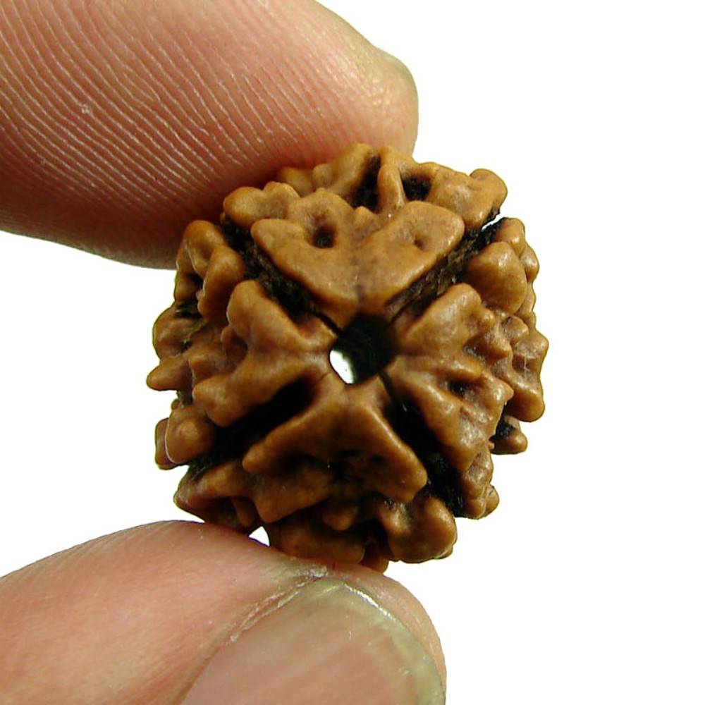 Buy Mm Face Rudraksha Round Shape Nepal Mukhi Rudraksha Bead Lab Certified Online