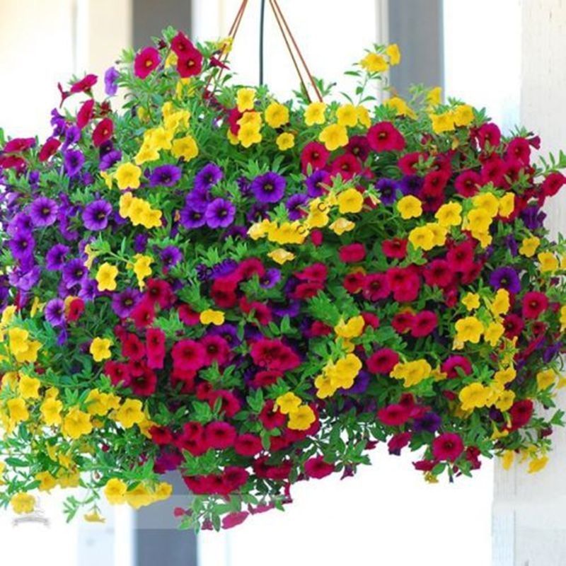 Buy 100 Mixed Petunia Seeds Heirloom Hanging Petunia Garden Flowers