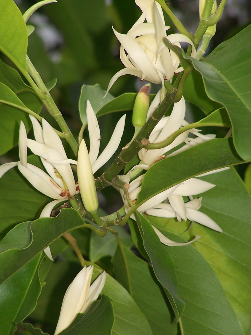 Buy LIVE WHITE MAGNOLIA CHAMPACA GRAFTED PLANT JADE ORCHID FRAGRANT