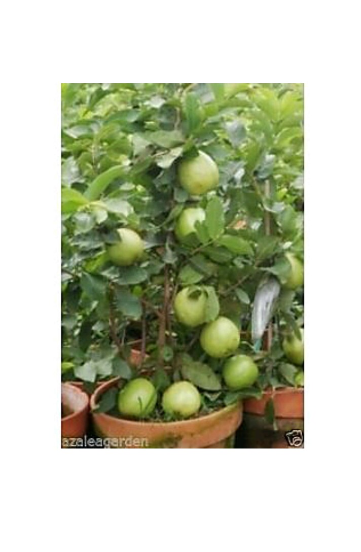 Buy dwarf bonsai guava seeds per packet 10 Online @ ₹89 from ShopClues