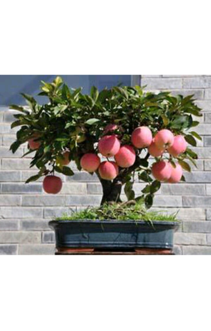Buy rare dwarf bonsai apple bonsai trees seeds 10 per packet Online