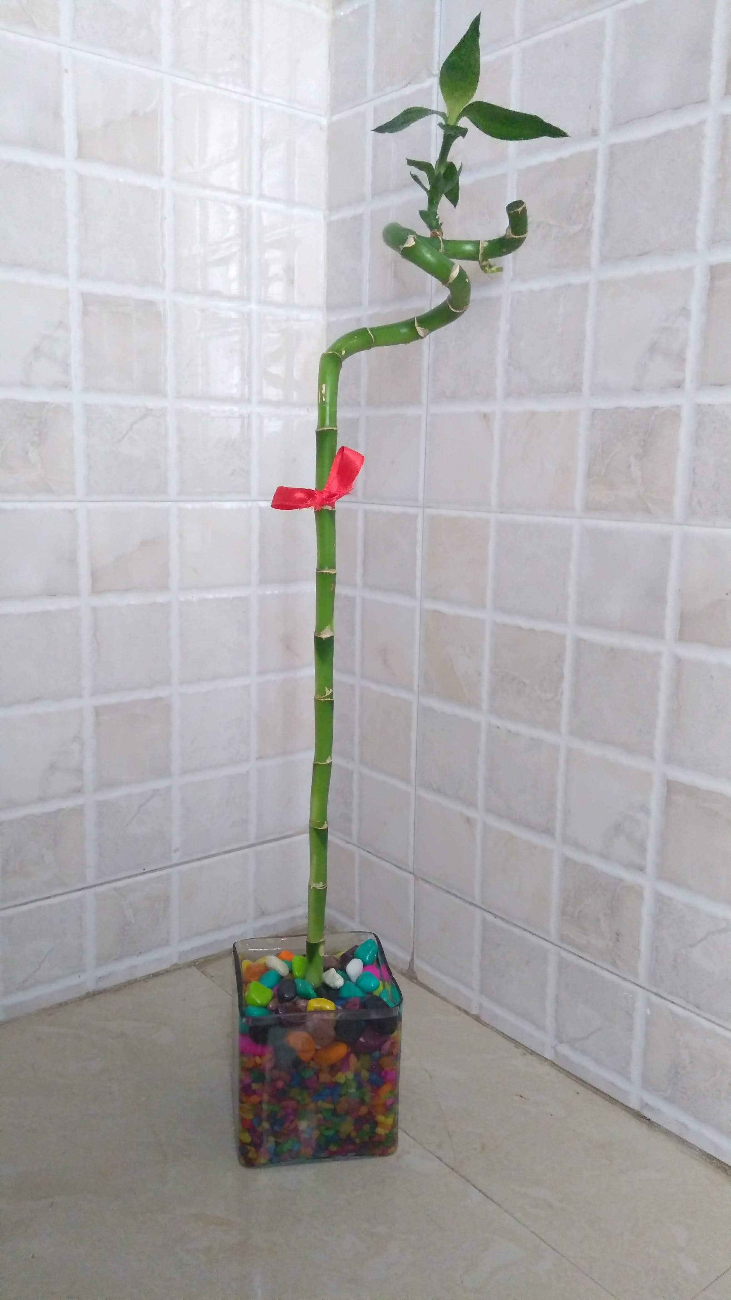 Buy Spiral Lucky Bamboo Live Plant With Colorful Pebbles Square Glass