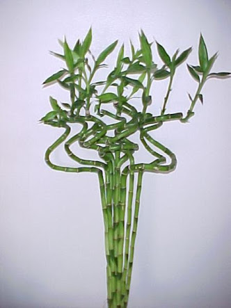 Buy SPIRAL LUCKY BAMBOO LIVE INDOOR PLANTS PACK OF 3 STEAMS Online ...