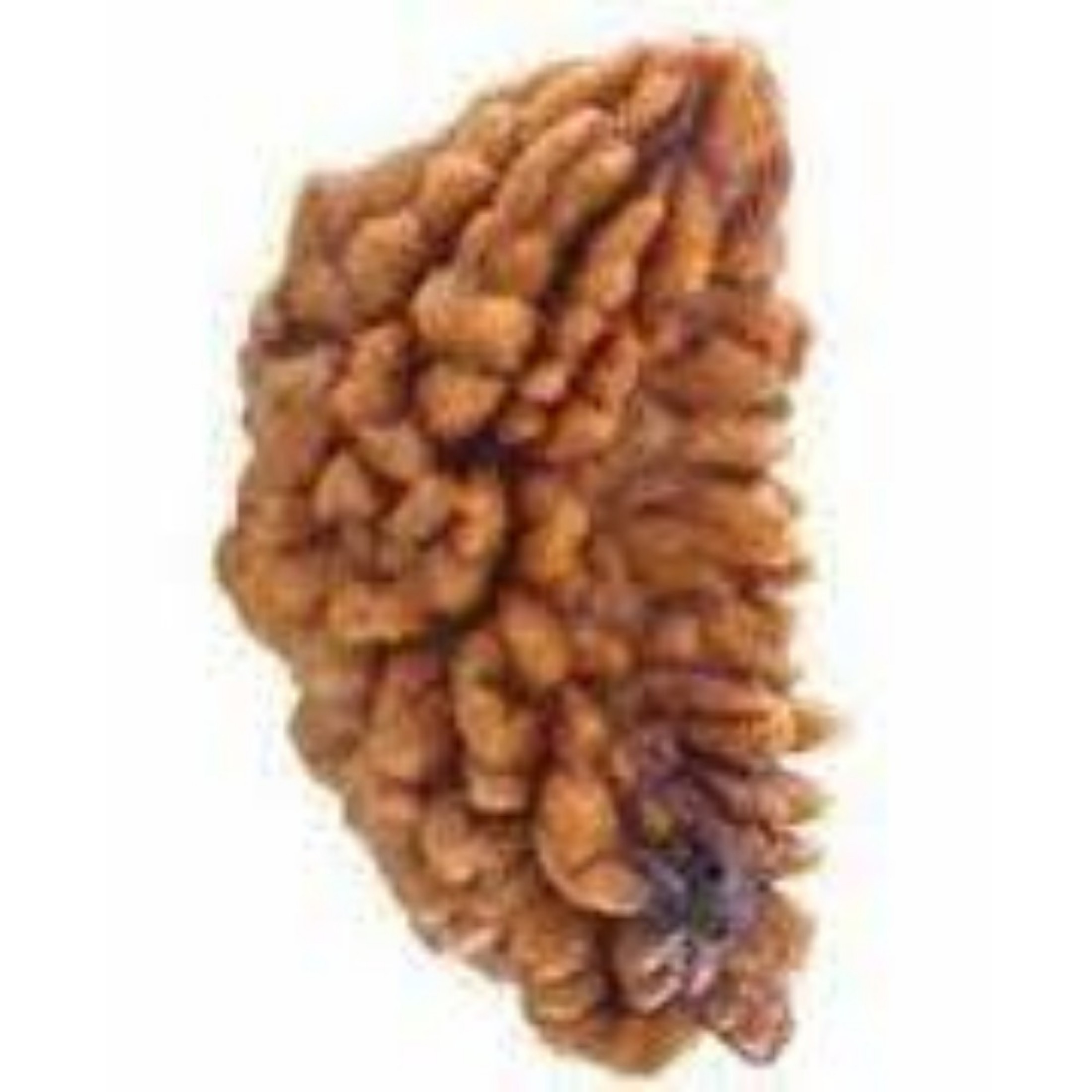 Buy Ek Mukhi Rudraksha One Face Rudraksha Mukhi Rudraksh With Lab Certificate Original