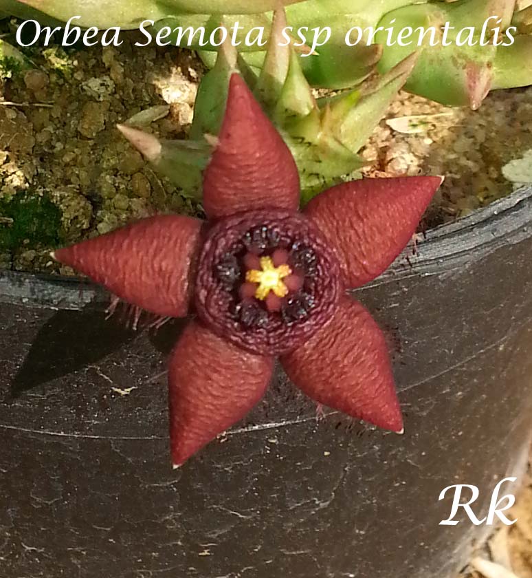 Buy Succulent Stapelia Orbea Semota Ssp Orientalis Live Plant Online 2204