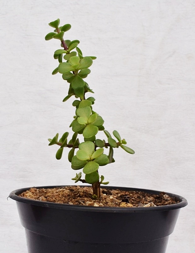 Buy Lucky Jade Plant Indoor outdoor live plant Online