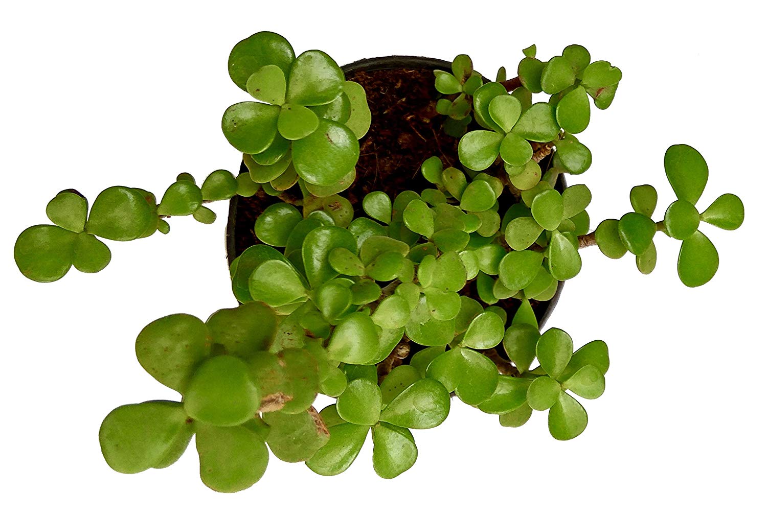 Buy Good Luck Plant, Chinese Fengshui Money Plant Online - Get 72% Off