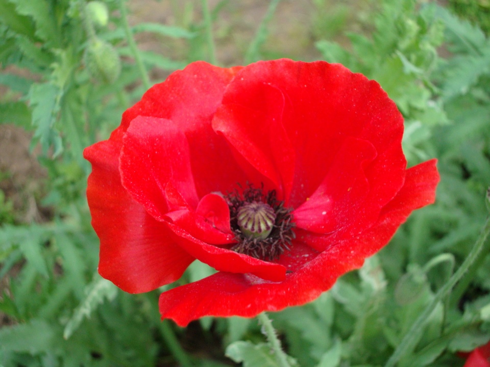 Buy Shirley Poppy Mixed Colour Flowers 2x Quality Seeds For Home Garden ...