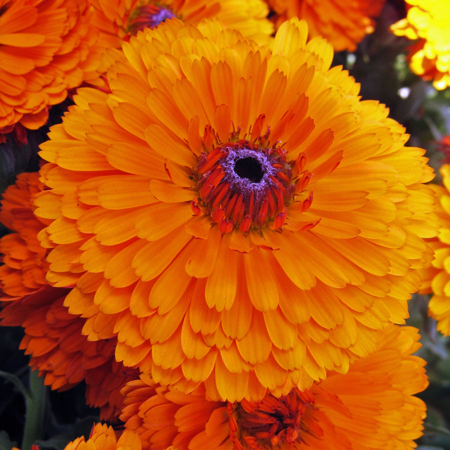 Buy Flowers Seeds Calendula DOUBLE Flowers Better Germination Flowers SeedsPack of 30 Premium