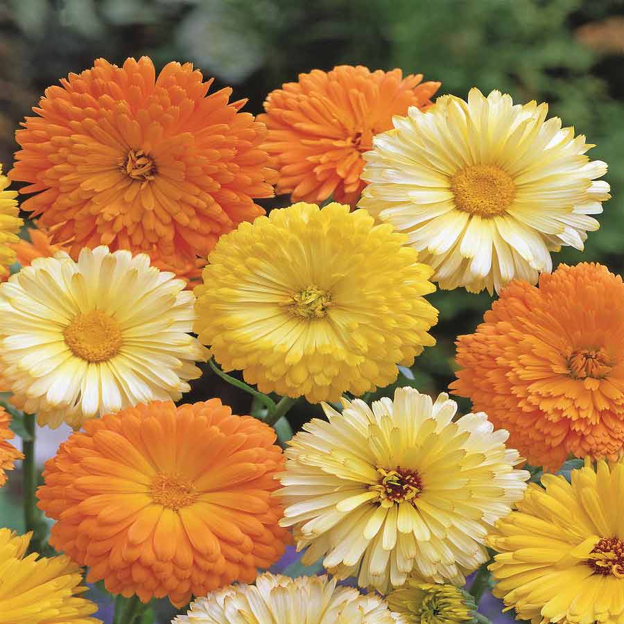 Buy R-DRoz Calendula DOUBLE Multi Colour Flowers Better Germination ...