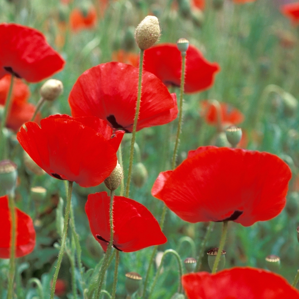 Buy Flowers Seeds Shirley Poppy Flowers Fast Germination Seeds For