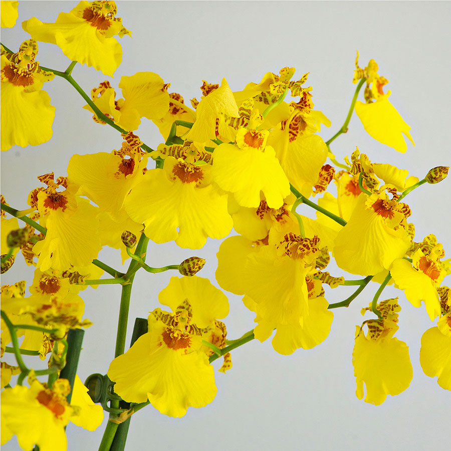 Buy Orchid Hut Oncdium yellow dancing doll live plant flowering size