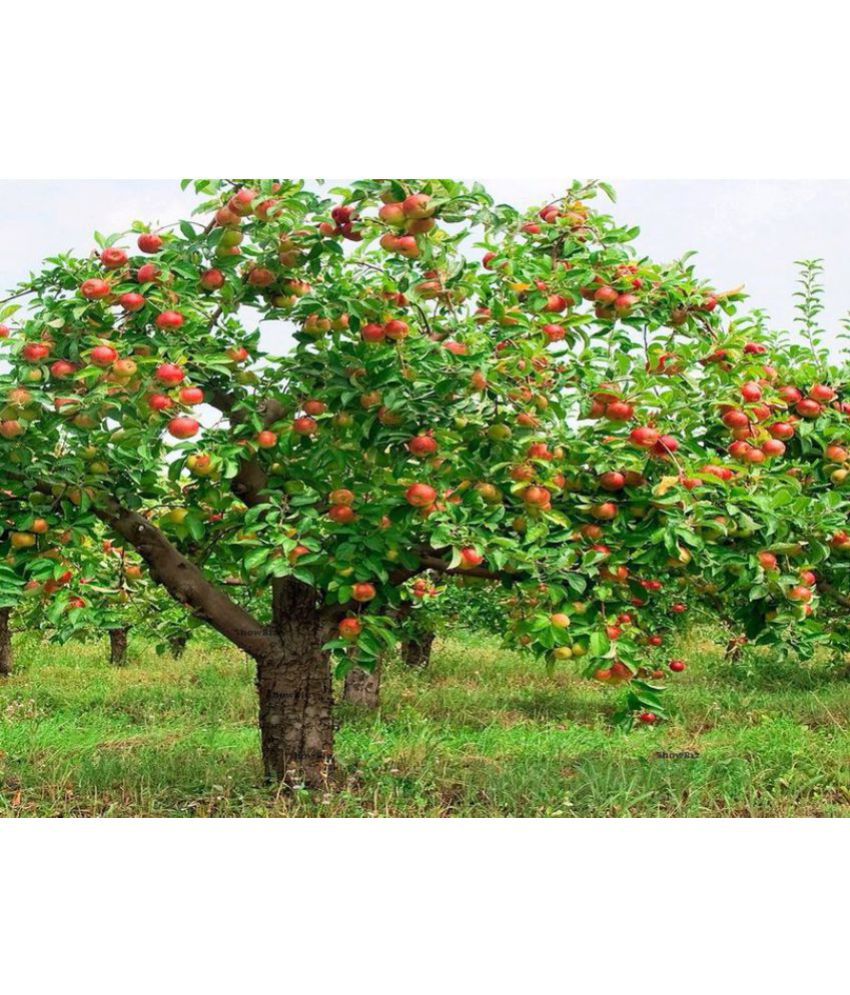 buy-dwarf-apple-tree-seeds-home-garden-yard-outdoor-living-fruit-seeds