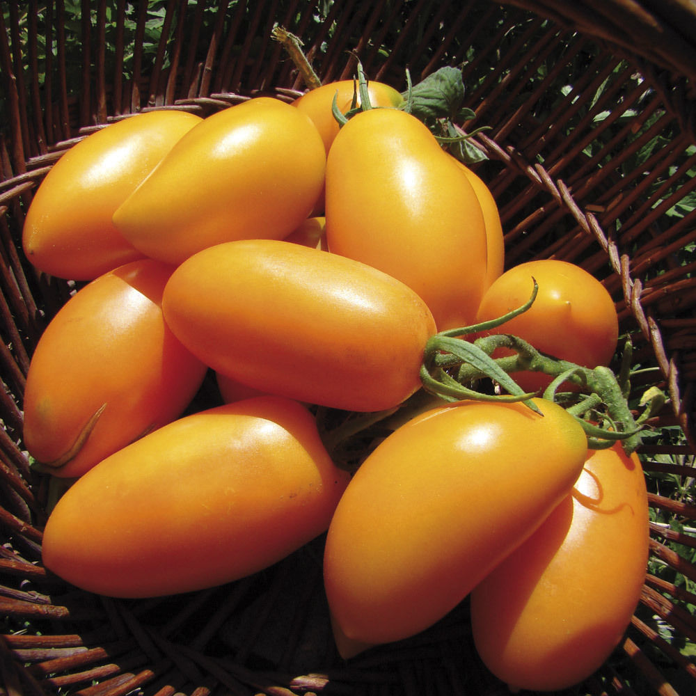 Buy Tomato Seeds Golden banana Heirloom Vegetable Seeds / average early ...