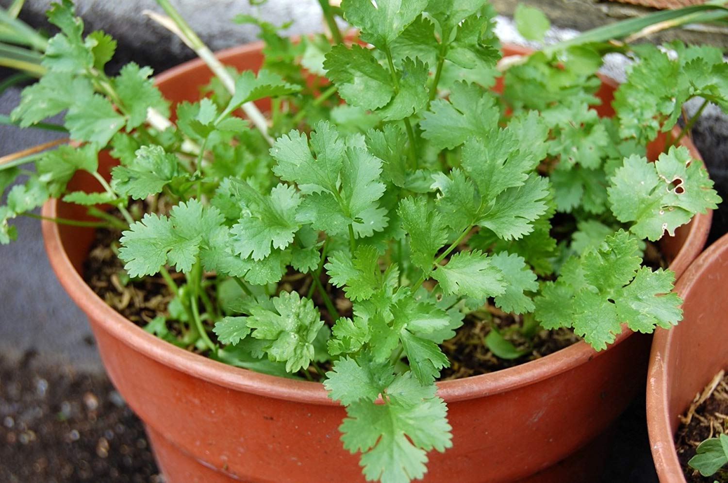Buy Hybrid Coriander Dhania Seeds For Terrace farming