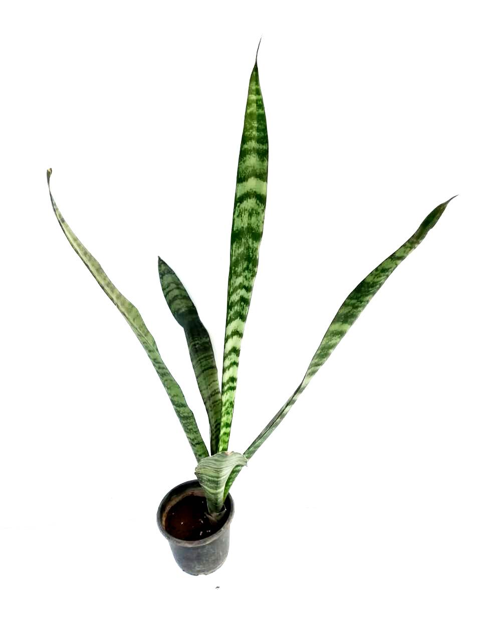 Buy Raj Garden Plants Good Luck Green Variegated Indoor