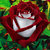 20x Red White Osiria Ruby Rose Flower Rare Seeds Flower Home Garden Decor