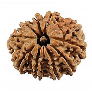 100 Original And Lab Certified 10 Mukhi /Face Rudraksha Beads By CEYLONMINE 100 Original And Lab Certified 10 Mukhi /Face Rudraksha Beads By CEYLONMINE