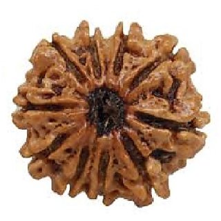 Certified 10 Mukhi/Face Rudraksha Beads Natural Original Beads By CEYLONMINE Certified 10 Mukhi/Face Rudraksha Beads Natural Original Beads By CEYLONMINE