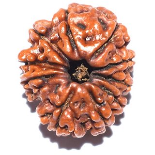                       Shiv Shakti Rudraksha Beads 10 Face Rudraksha Beads For Astrological Purpo                                              