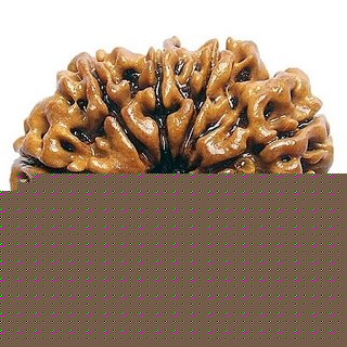 100 Original And Lab Certified 10 Mukhi /Face Rudraksha Beads By CEYLONMINE 100 Original And Lab Certified 10 Mukhi /Face Rudraksha Beads By CEYLONMINE