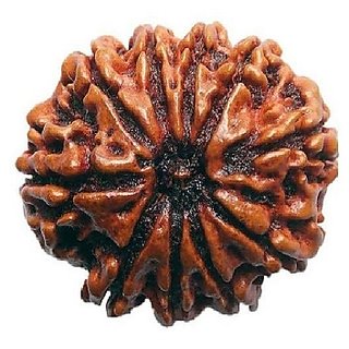                       Lab Certified  10 Mukhi/Ten Face Rudraksha Beads BY CEYLONMNE                                              