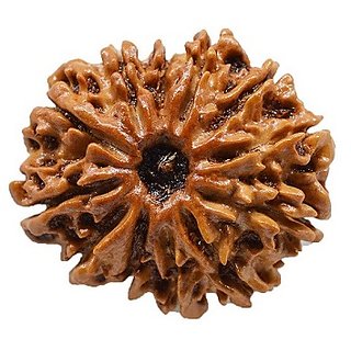 Rudraksha Beads 12 Face Original Certified Shiv Shakti Beads Rudraksha By CEYLONMINE Rudraksha Beads 12 Face Original Certified Shiv Shakti Beads Rudraksha By CEYLONMINE