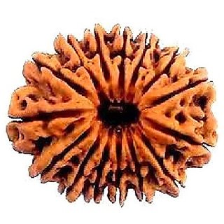                       15 Face/Mukhi Rudraksha Natural  Lab Certified 12 Face Shiv Shakti Beads For Unisex BY CEYLONMINE                                              