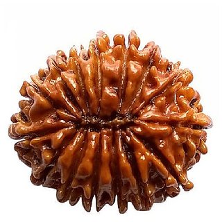                       Certified 15 Mukhi/Face Rudraksha Beads Natural  Original Beads By CEYLONMINE                                              