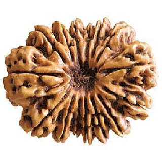                       Shiv Shakti Rudraksha  Beads 15 Mukhi/Face Rudraksha Beads For Astrological Purpose By CEYLONMINE                                              