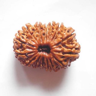 Original Certified Moksha Shiv Beads 15Face/Mukhi Rudraksha BY CEYLONMINE Original Certified Moksha Shiv Beads 15Face/Mukhi Rudraksha BY CEYLONMINE