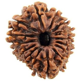                       One Mukhi Rudraksha Beads Original  Certified Shiv Shakti Beads  For Astrological Purpose By CEYLONMINE                                              