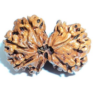 Natural Gauri-shankar Rudraksha Natural Rudraksha Beads For Natural Gauri-shankar Rudraksha Natural Rudraksha Beads For