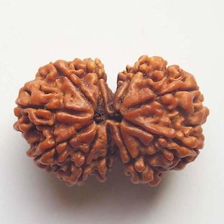                       Ceylonmine -gauri Shanakr Rudraksha Beads Certified Natural Rudraksha Bead                                              