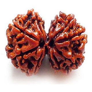 Natural Gauri-shankar Rudraksha Beads For Unisex By Ceylonmine Natural Gauri-shankar Rudraksha Beads For Unisex By Ceylonmine